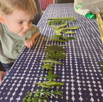 Arthur has lined up various sizes of leaves and is inspecting them intently. 