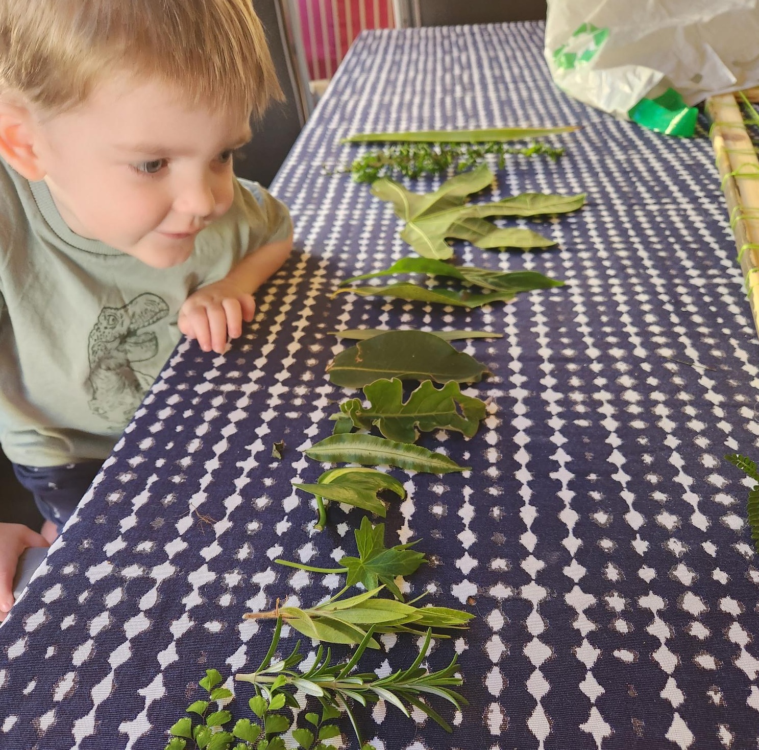 Arthur has lined up various sizes of leaves and is inspecting them intently. 